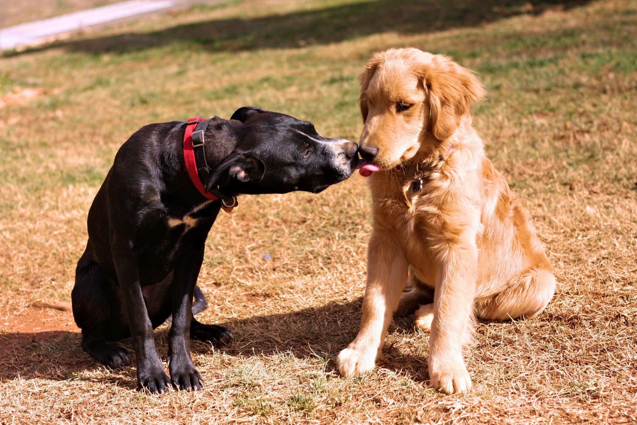 Brinx and Hartley
