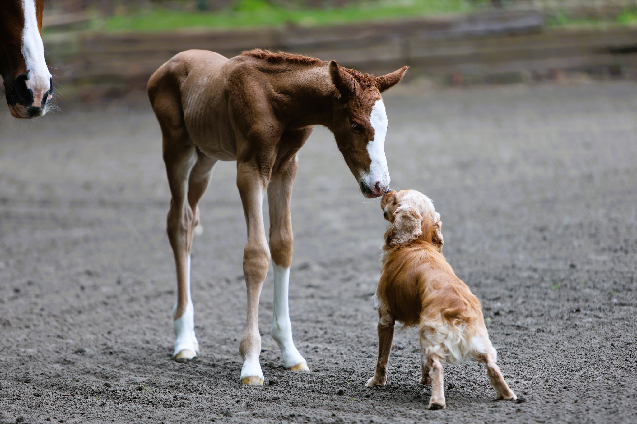 teagan and pretzel